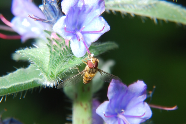 Episyrphus balteatus (Syrphidae)